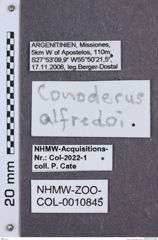 Etikette zu Monocrepidius alfredoi  (NHMW-ZOO-COL-0010845)